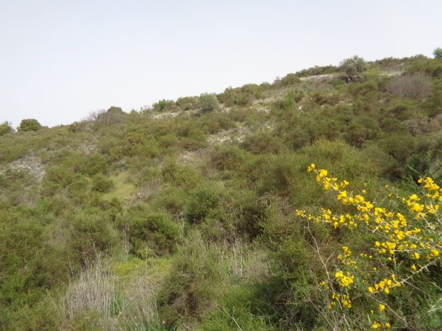Field in Dora, Limassol